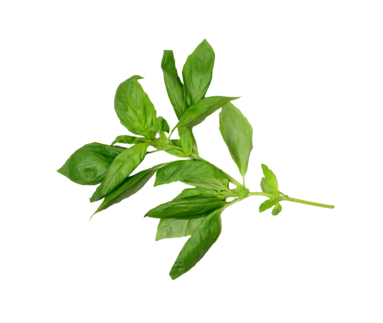 Basil (25g)