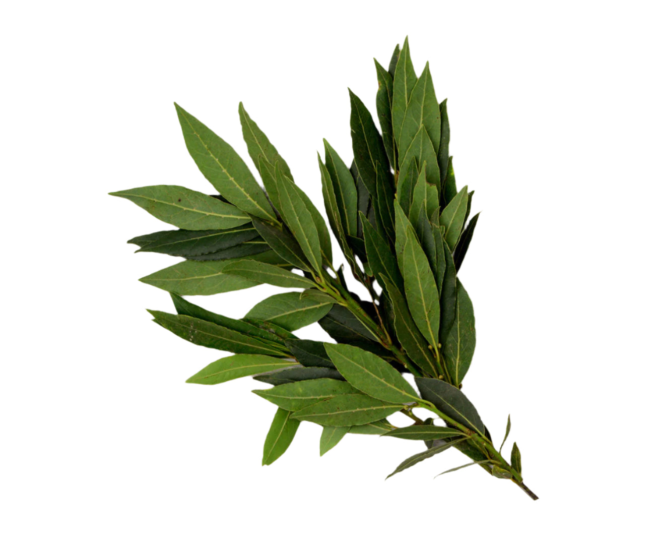 Bayleaf (25g)