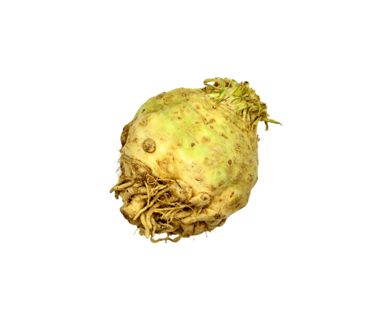 Celeriac (head)