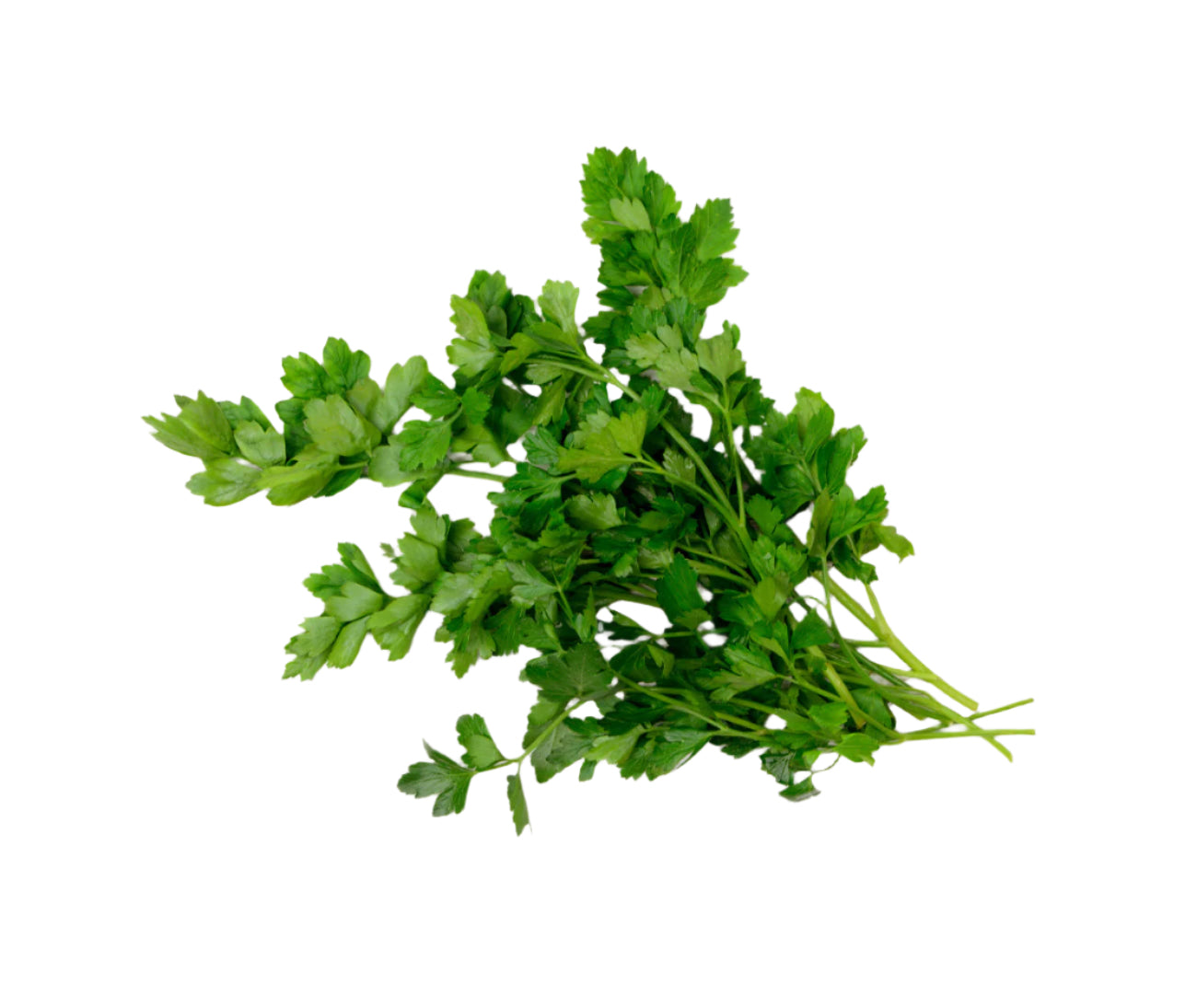 Coriander (25g)
