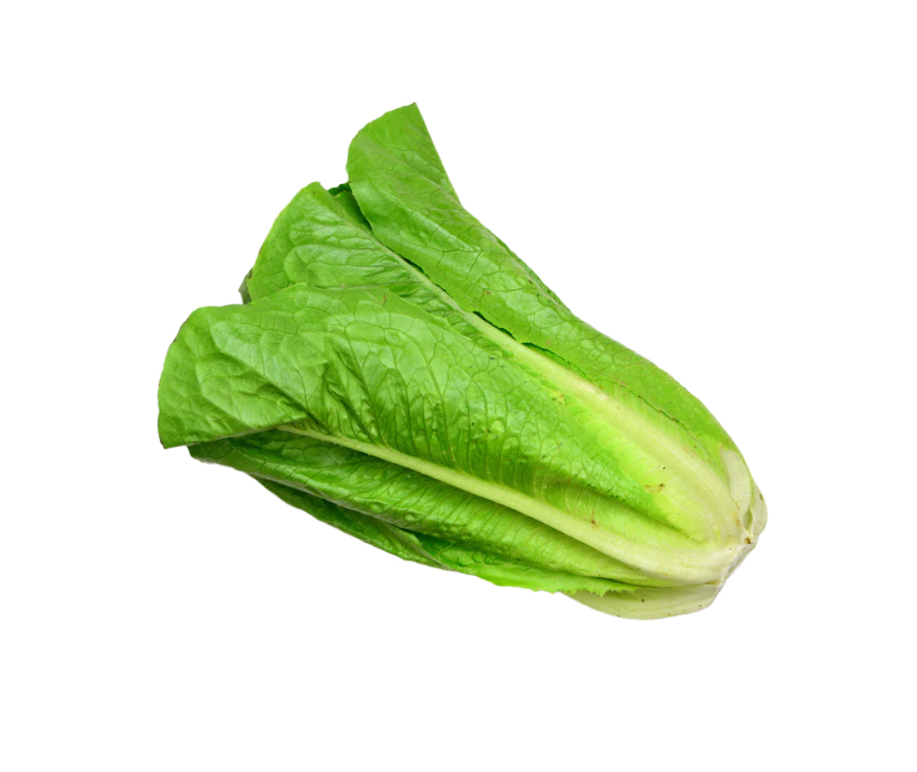 Cos Lettuce (Romaine) (head)