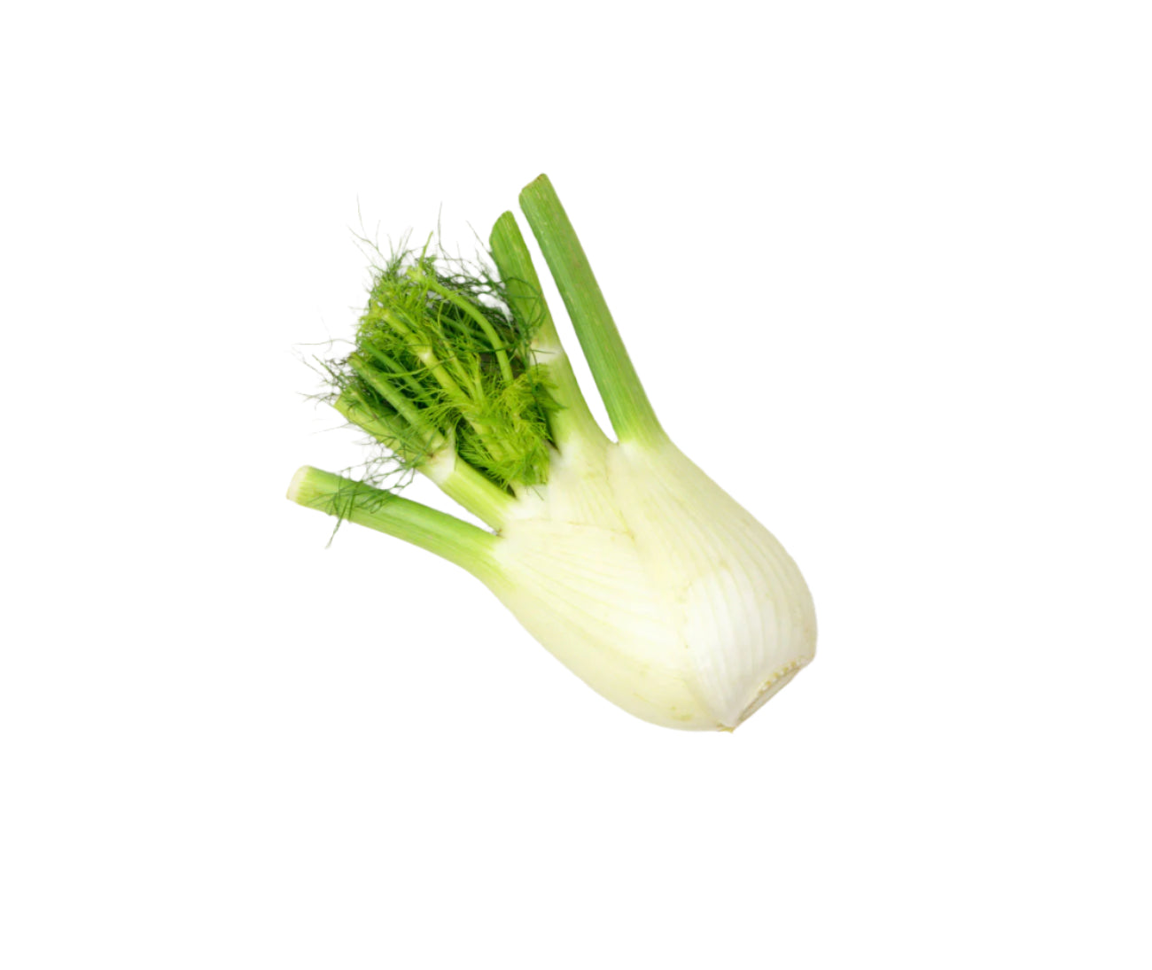 Fennel (head)