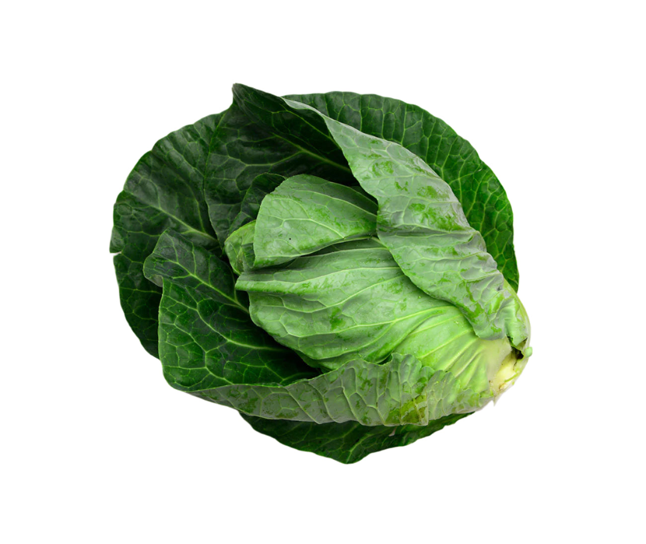 Green Cabbage (head)