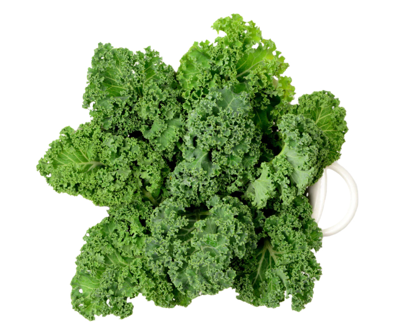 Curly Kale (bunch)