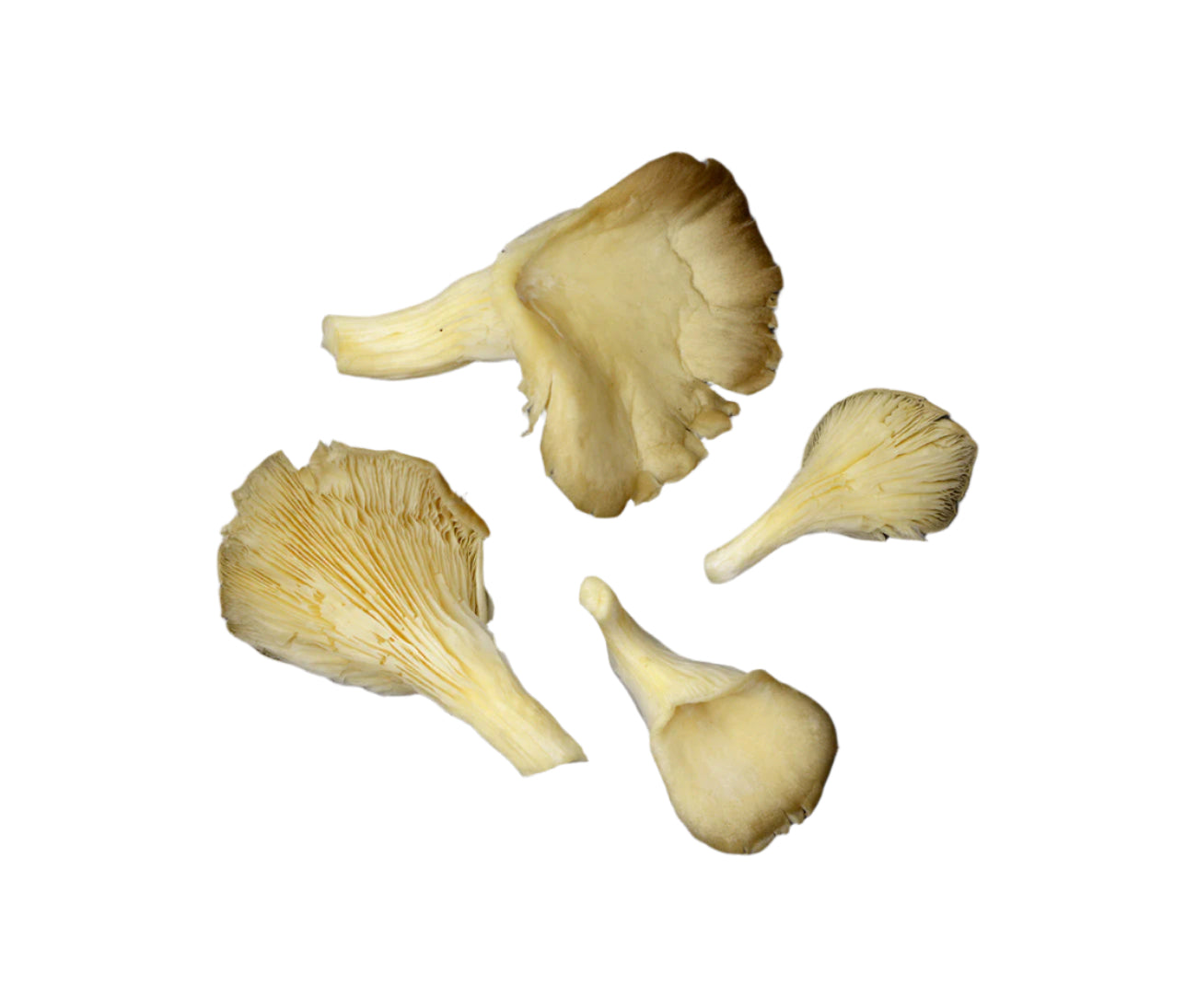 Oyster Mushroom (250g)