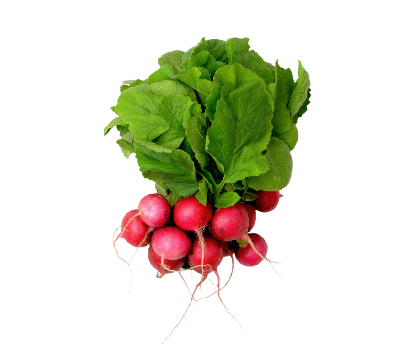 Radish (bunch)