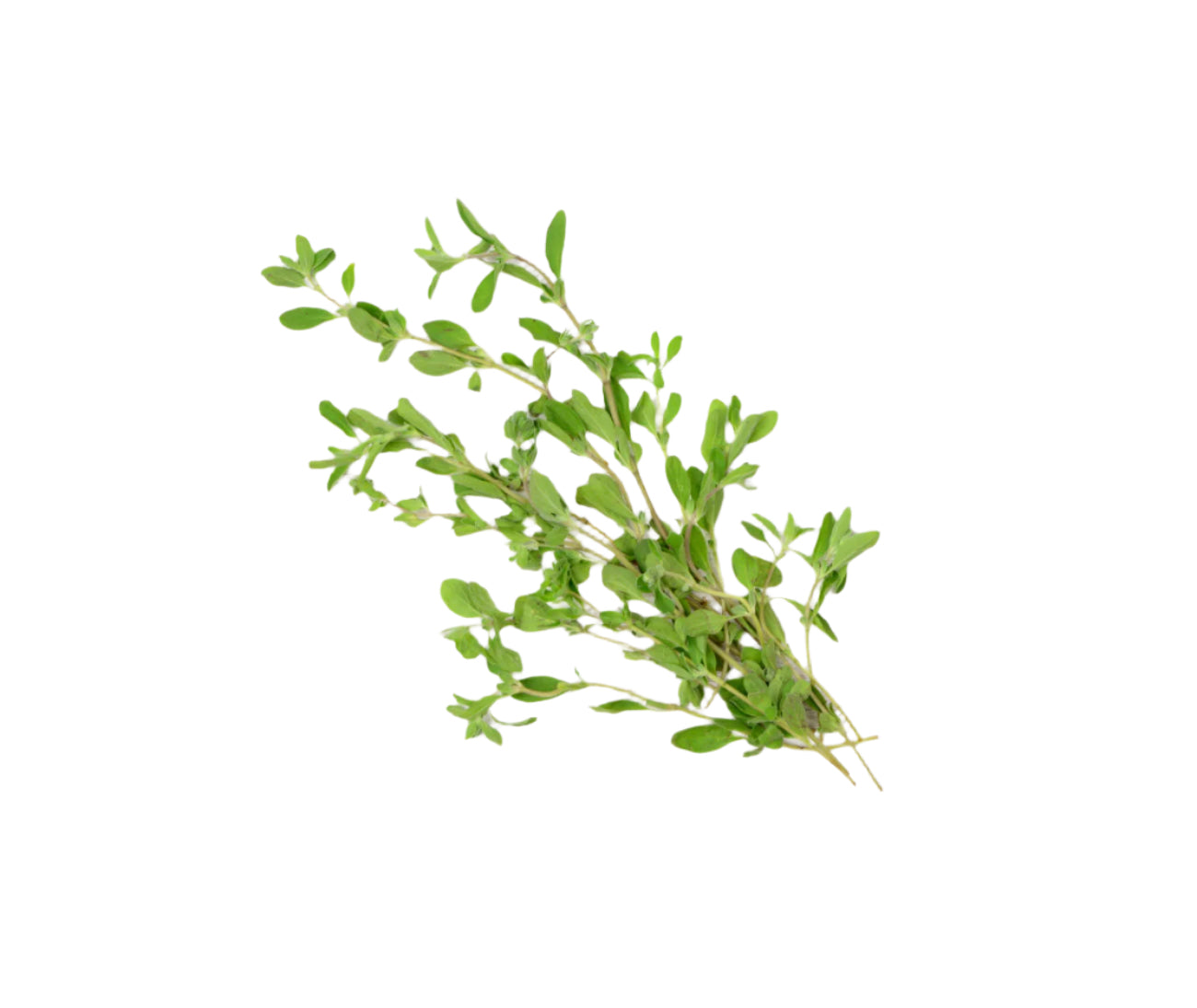 Marjoram (25g)